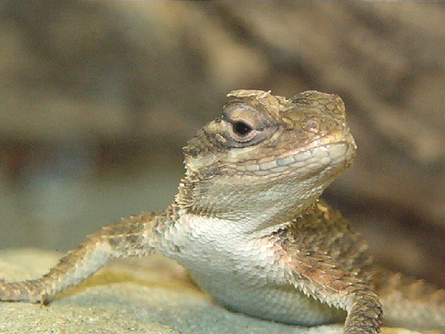 Blue Spiny Lizard