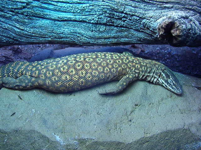 Snoozing Red Ackie