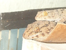 Pachydactylus mother and baby