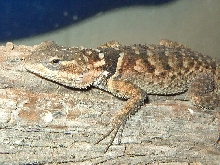 Young Blue Spiny
