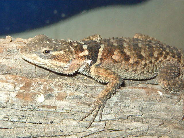 Young Blue Spiny