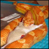 Eli eating