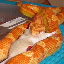 Eli eating