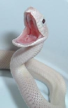 Leucy Rat