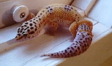 pablo2
