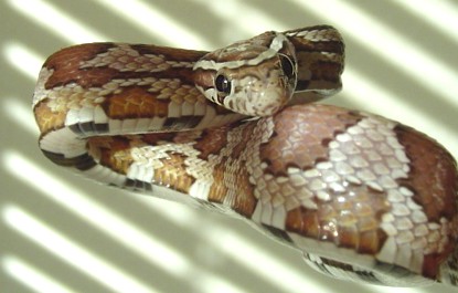 Pandora 2-25-04