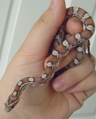 Pandora-freshly shed