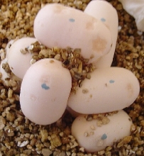 eggs 5 days
