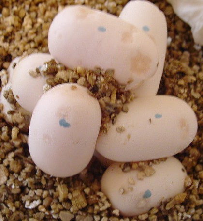 eggs 5 days