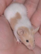 FawnFemale