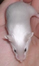 BEW