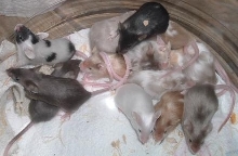 group of babies