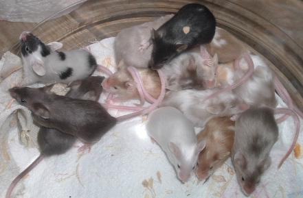 group of babies
