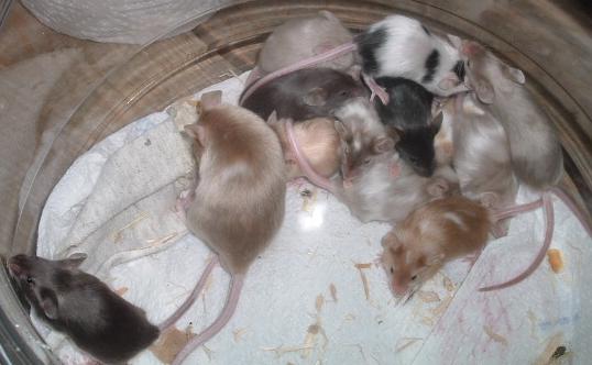group