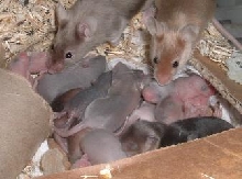 babies