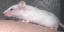 bewsatin