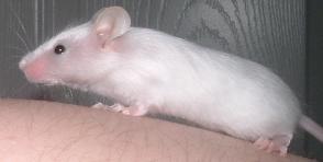 bewsatin