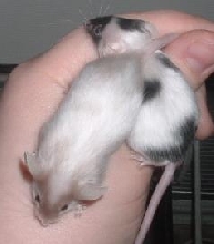 2 males