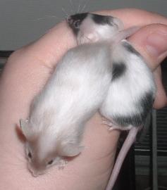 2 males