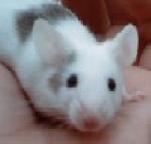 Spot-Avatar