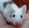 Spot-Avatar
