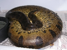Gravid Green