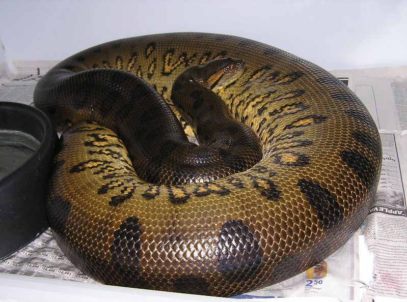 Gravid Green