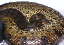 Gravid green anaconda