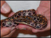 Peruvian Rainbow Boa