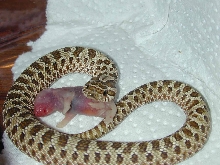 Brenda eating
