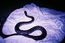 8' Coastal Carpet Python