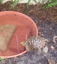 He's thirsty!