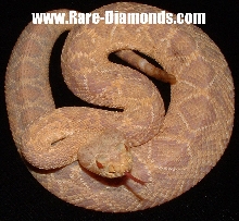 Captive Born/Bred neonate Albino EDB