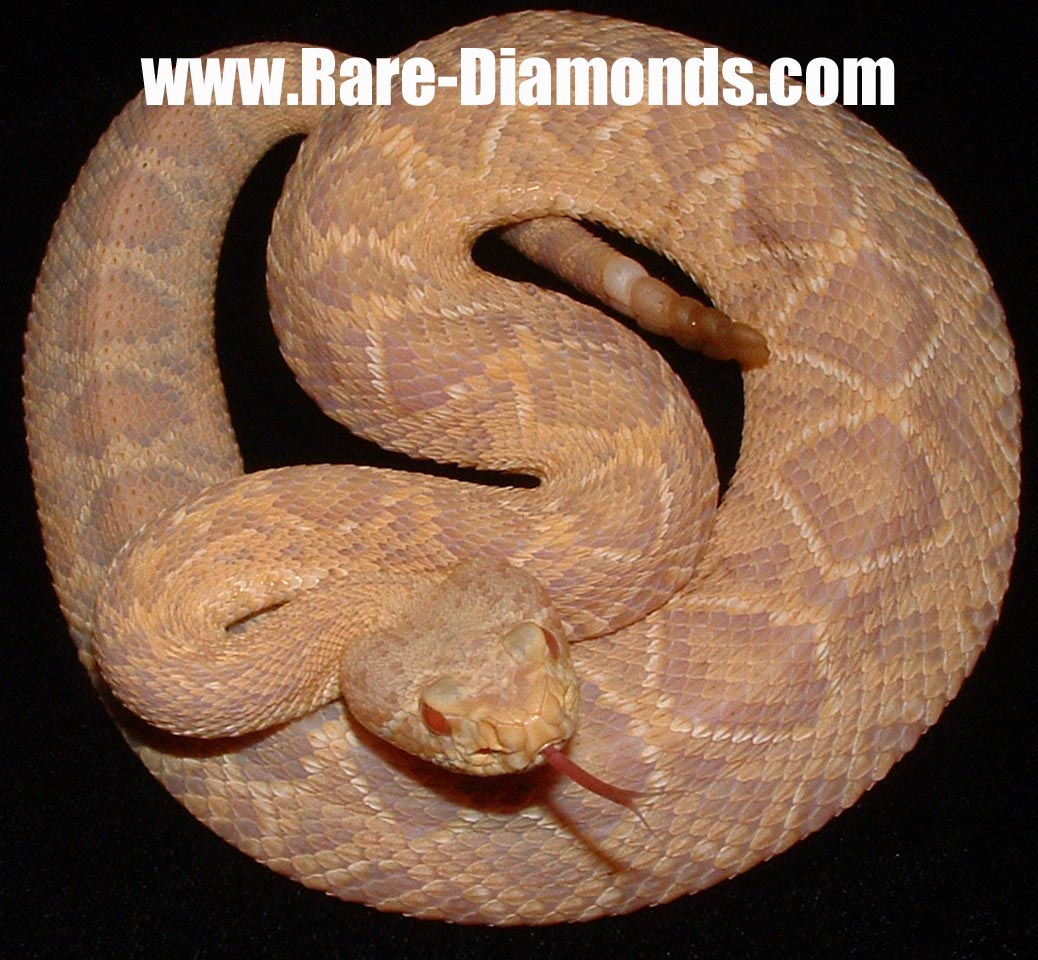 Captive Born/Bred neonate Albino EDB