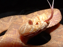 Albino EDB