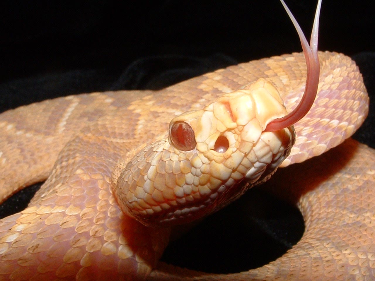 Albino EDB