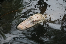 albino gator alligator crocodile white