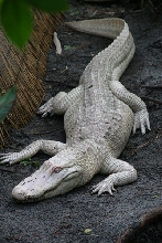 Gravid Albino Female Gator