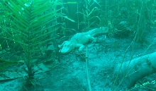 Gravid Albino Female?????!!!!!!!
