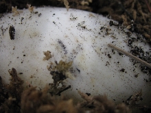 Albino Alligator Egg Banding!!!!