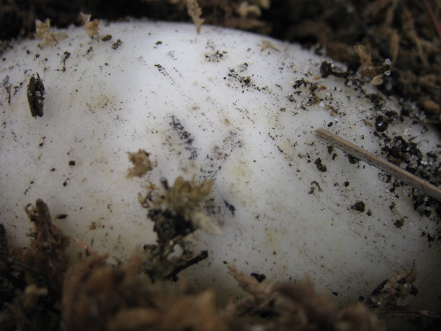 Albino Alligator Egg Banding!!!!