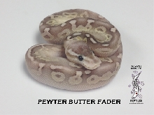 Pewter Butter Fader