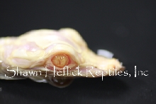 Blackness...Albino Hatchling Alligator at Shawn Heflick Reptiles, Inc.