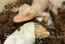 Come on Out & Play!  Albino American Alligator Hacthlings at Shawn Hefl