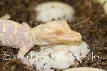 Albino Hatchling Alligator out of the egg at Shawn Heflick Reptiles, Inc.