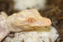 First Captive Bred and Born Albino Gator Hatchling Shawn Heflick Reptiles 2