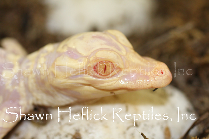 First Captive Bred and Born Albino Gator Hatchling Shawn Heflick Reptiles 2