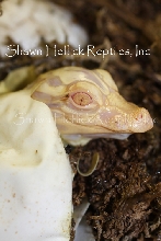 First Captive Bred and Hatched Albino Gator Shawn Heflick Reptiles