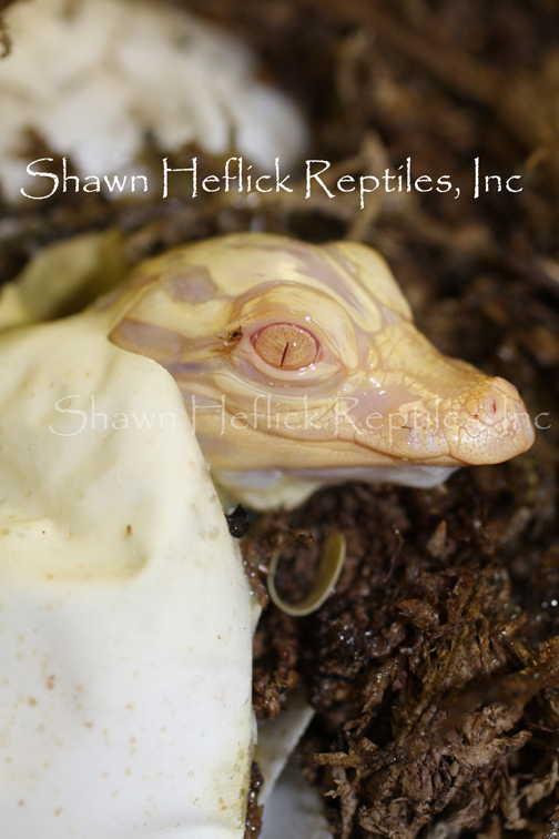 First Captive Bred and Hatched Albino Gator Shawn Heflick Reptiles