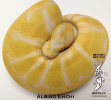 Albino Enchi